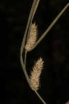 Blister sedge